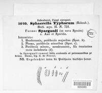 Typhicola typharum image